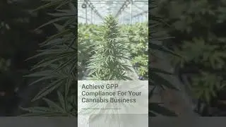 Achieve GPP Compliance for Your Cannabis Business