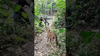 hungry chatta open attack in the forest #wildlife #attack #vfx #shorts #reels # tiger
