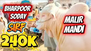 Sirf 240K Kay Soda Hogaya || Bharpoor Soday || Malir Mandi Cow Rates Updates || Kharidari Shuru ❤️