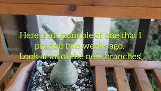 How I prune Adenium Obesum / Desert Roses