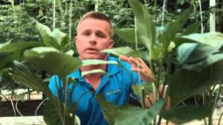 Growing Bell Peppers - NatureFresh Farms