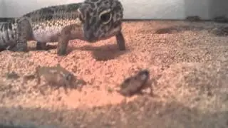 Cricket Gets Eaten Epicly