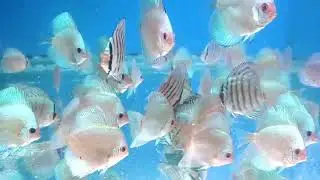 Blue Cobalt Discus fish, Blue Diamond Discus, fish, Blue Turquoise Discus fish RM Aquatics, Mumbai