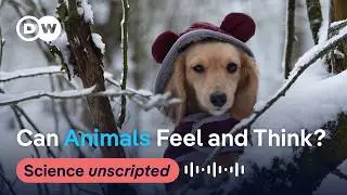 🐾 Can animals think and feel? 🤔 | Science Unscripted  Podcast🎙️