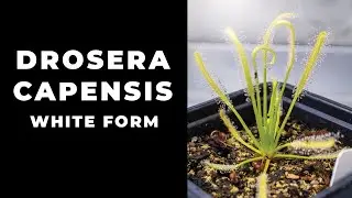 Drosera capensis 