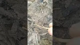 Amazing Insect Video | Beautiful & Strange Insects Close-Up | Nature Short