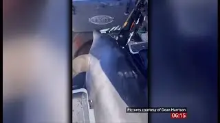 Dolphin jumps into small fishing boat and needs rescuing (New Zealand) 5/Mar/2025