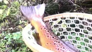 I caught a huge brown trout at Monocacy Creek!! Pa, 9/26/20