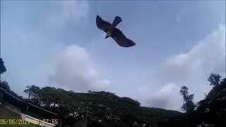 Fun Fly Peregrine Falcon Pan Ying Kite  (FPV) - Video 44