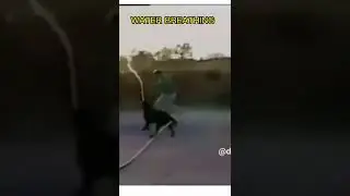 Demon Slayer DOG