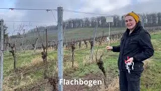 Weinberg im Winter
