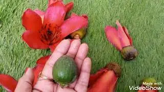 Symbol/Red silk Cotton/Semal tree as a Useful Medicinal Tree