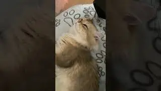 Food Coma: Half a Chicken Breast Down! 💤