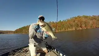 Finding bass in the Fall