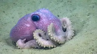 Facts: The Warty Octopus