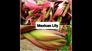 Giant plants: Mexican Lily (Beschorneria yuccoides)