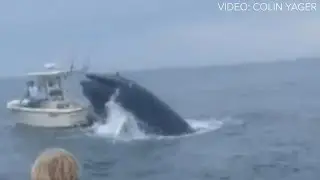 Boaters describe being capsized by whale off New Hampshire coast