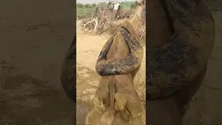 الكثير من الناس يظنون أنه ثعبان، لكنه في الحقيقة أنبوب ماء جلدي! هل فهمتم الآن؟