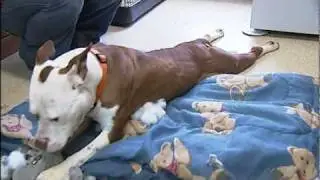 Animal Acupuncture