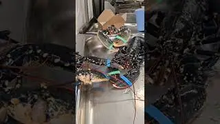 lobsters 🦞 Treveague farm 🚜 cornwall