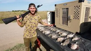 Opening Day Public Land Walk in Only Dove Hunt!! (2022 Opener)