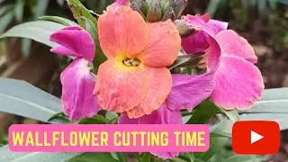 Propagating Wallflower Erysimum Cuttings Propagation