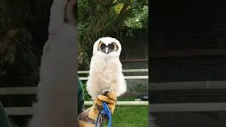 Baby Wood Owl #owl #owls #birds #birdwatching