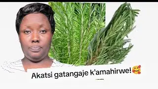 Icyatsi cy'amahirwe!!!! Urahirwa niba Uzi uyu muti!🥰🥰