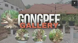 YUK INTIP KOLEKSI BONSAI SULTAN DI GONGPEE HOBBIES GALLERY