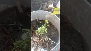 Veggie update 9/20 #gardening #veggielife #veggiegarden