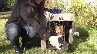 Beagle Freedom Project 2019 Year End Video!