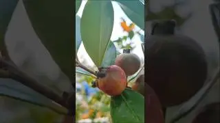 Sweet Strawberry Guava