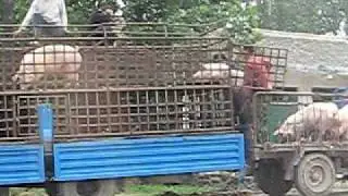 Loading Pigs onto a Truck in China