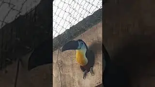 amazing birds Channel Billed Toucan
