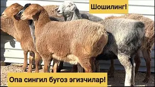 Бугоз эгизчилар! 992269699☎️ 975019699☎️