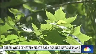 The Green-Wood Cemetery Combats Invasive Plant Species