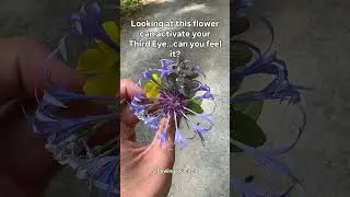 Activate your Third Eye with this Flower - Mountain Bluet