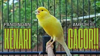 Pancingan Kenari GACOR panjang untuk Masteran Kenari PAUD & agar Kenari diam agar bunyi & gacor