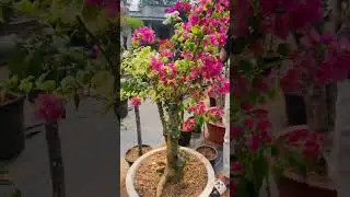 #8921939101 #garden #milo #batiq #milobabysongs #lifeisbutadream