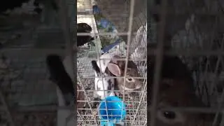 #minirex #rabbit #minirexrabbit #bunny #rabbitsoftiktok #rabbitlife #bulacancity #pets #cutebunny