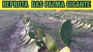 REPROTA  DAS  PALMA GIGANTE FORRAGEIRA #DIEGORUASOFICIAL