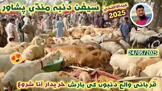Saifan Dumba Mandi Peshawar 24/05/2025 | Balkhi Watani Qurbani Sheep Cheap Price | Izhar Ali Shah