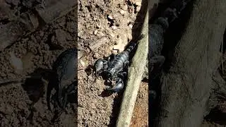 Forest Scorpion on our land🤩 give him a new home in the Jungle next to our land🙏 #land #scorpion