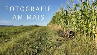 Tierfotografie am Mais