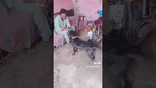 new Dog training #animal #dog #doglover #hsnentertainment #pets #lahorepets #pkanimals #shortsviral