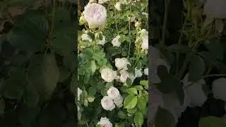Kordes Rose Earth Angel