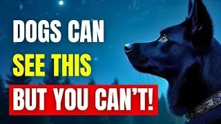 11 STRANGE Things Dogs Can See And Hear That You Can't!#dobermans #yourdog #animals