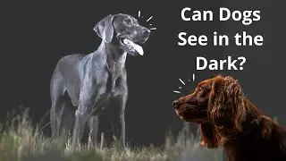 Can Dogs See in the Dark? pet &bull; pets &bull; animal | Pet Care