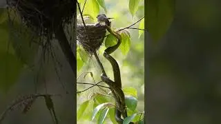 &ldquo;Mother Bird Fights Snake to Save Her Babies | Real Wildlife Moment