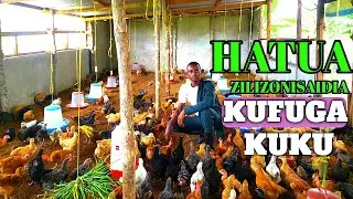 KUKU FARM. HIZI NI HATUA ZILIZONIFANIKISHA KUFUGA KUKU.@COREKUKUFARM